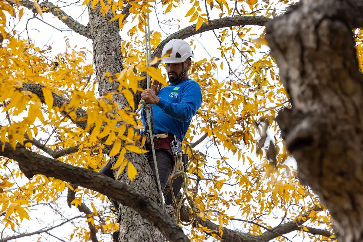 Skilled Storm Damage Cleanup crew working in Wilseyville